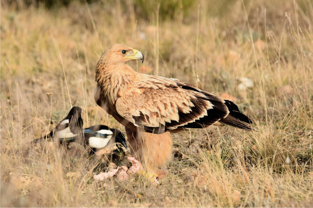 Aigle ibérique2ème année