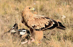 Aigle ibérique