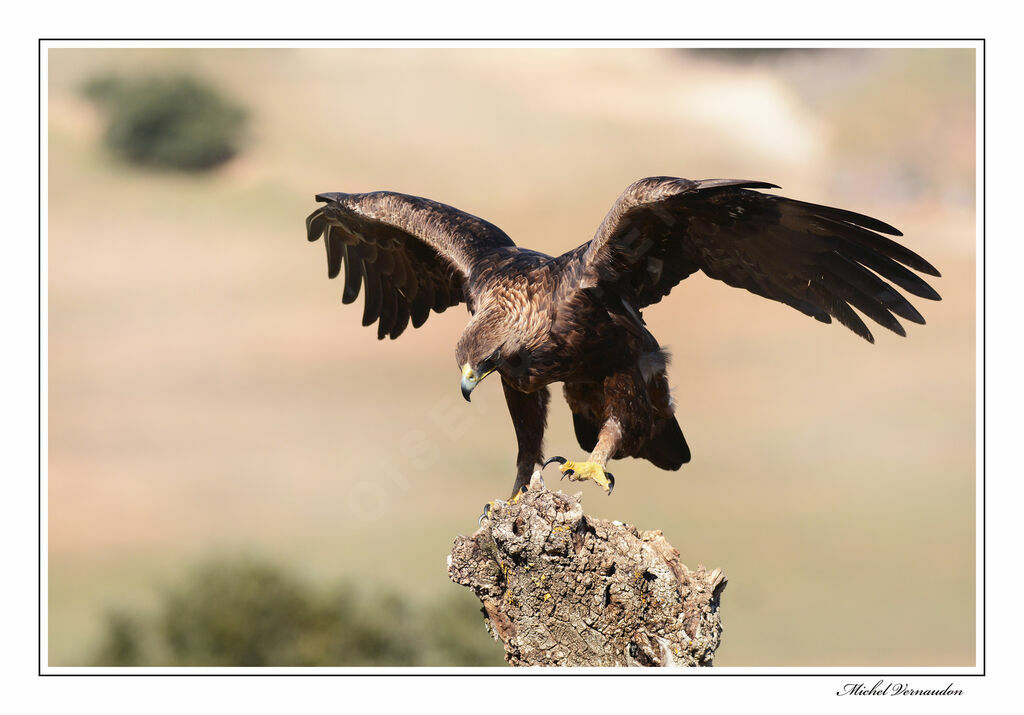 Golden Eagle