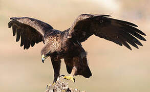 Golden Eagle