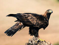 Golden Eagle