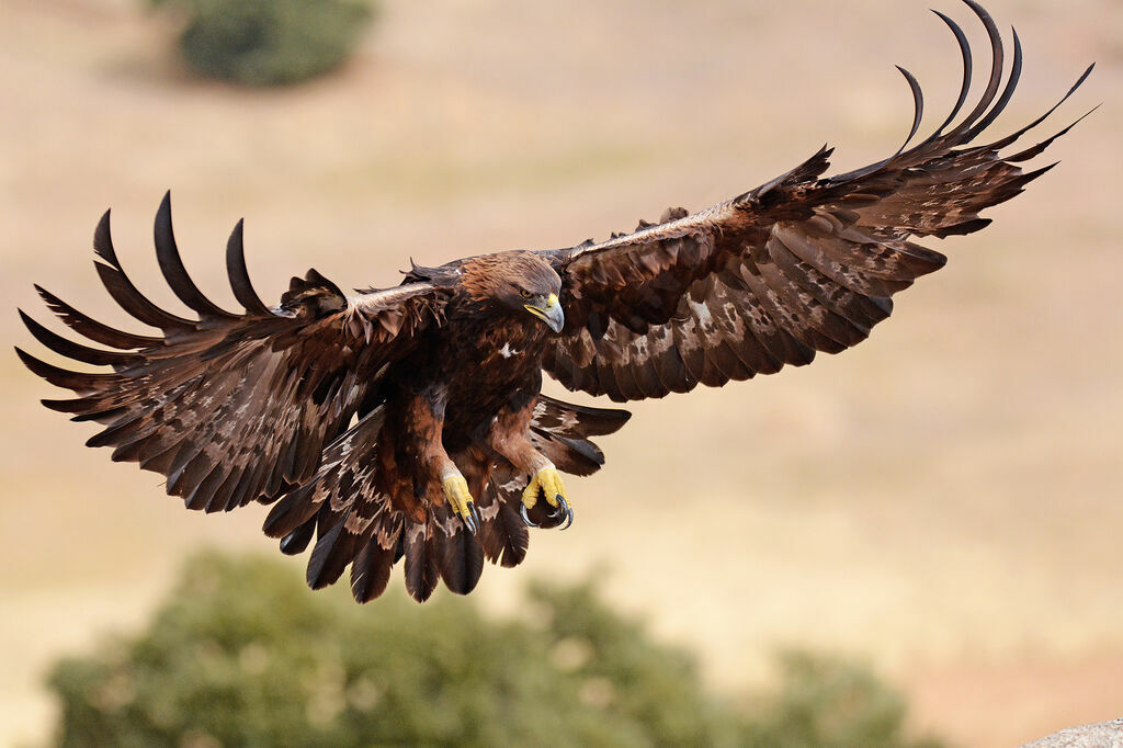 Golden Eagle