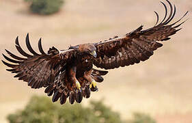 Golden Eagle