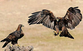 Golden Eagle