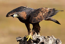 Golden Eagle