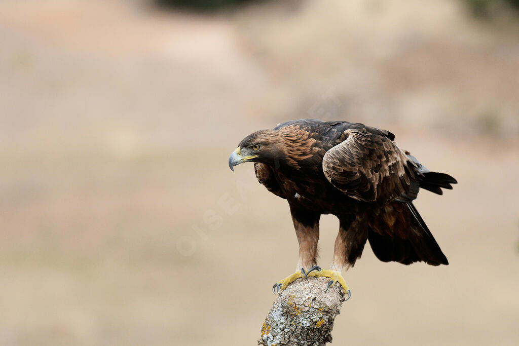 Golden Eagle