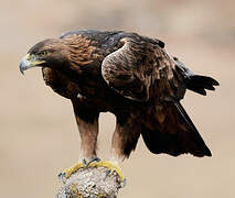 Golden Eagle