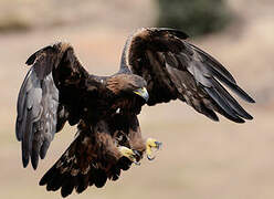 Golden Eagle