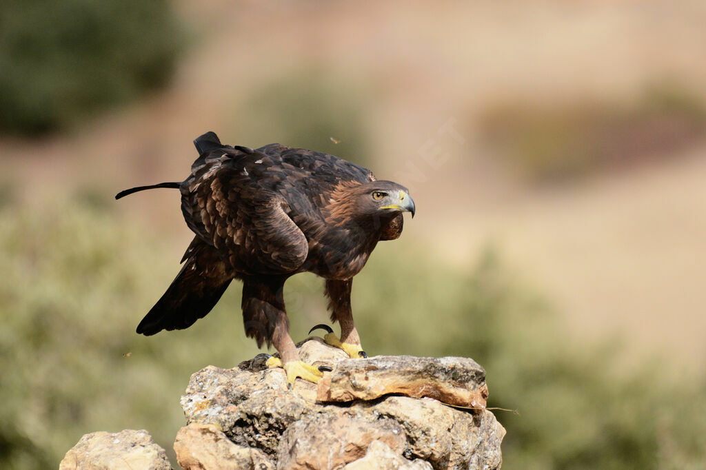 Golden Eagle