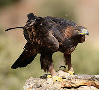 Golden Eagle