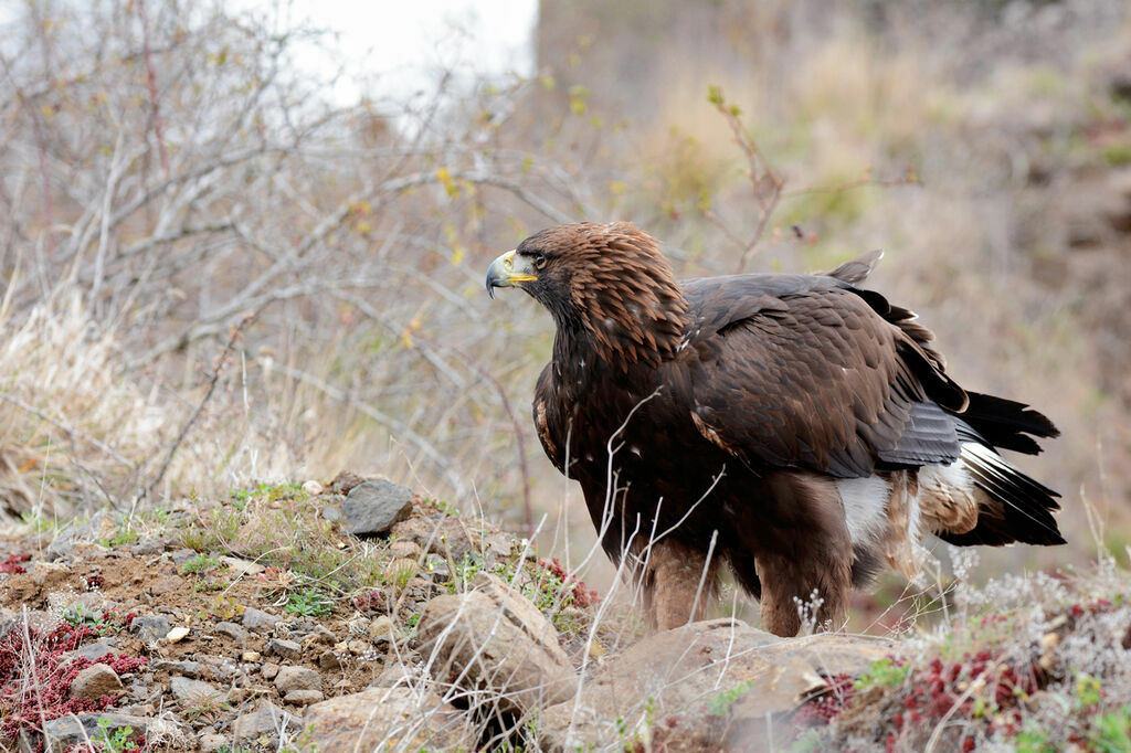 Golden Eagle