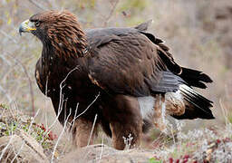 Golden Eagle