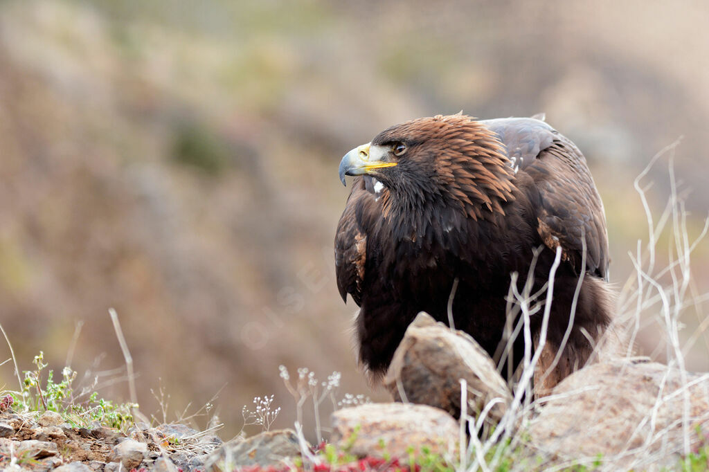 Golden Eagle