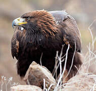 Golden Eagle