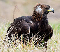 Golden Eagle