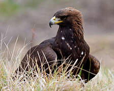 Golden Eagle