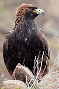 Golden Eagle