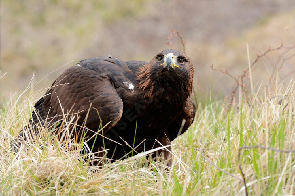 Golden Eagle