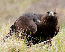 Golden Eagle