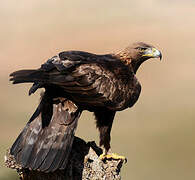 Golden Eagle