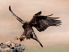 Golden Eagle