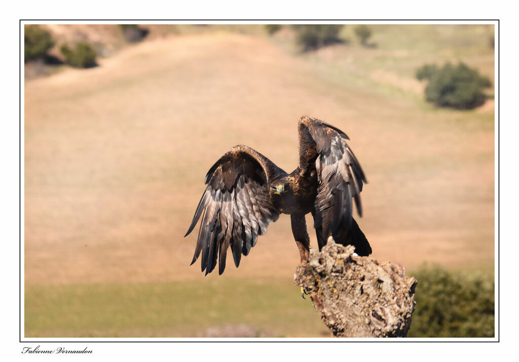 Golden Eagle