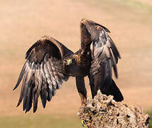 Golden Eagle