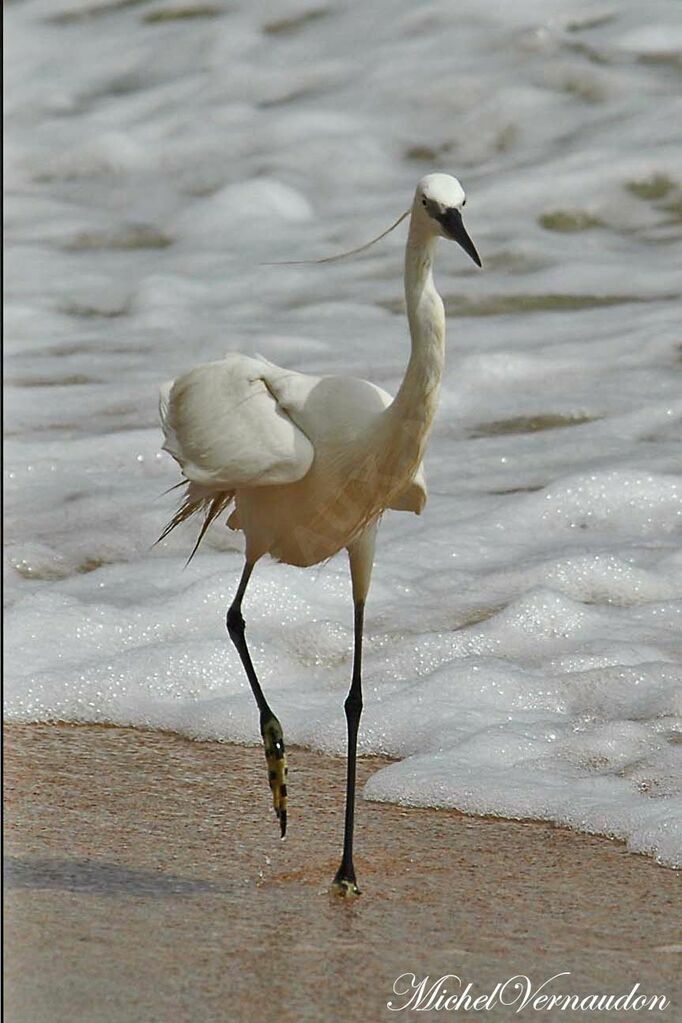 Western Reef Heron