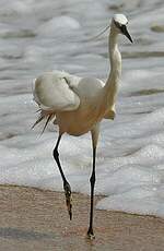 Aigrette des récifs