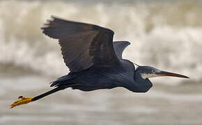 Western Reef Heron