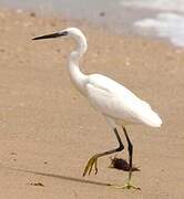 Western Reef Heron