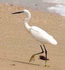 Aigrette des récifs