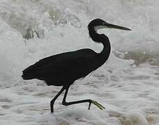 Aigrette des récifs