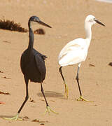 Western Reef Heron