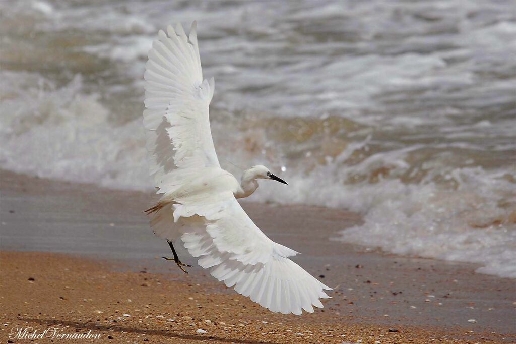 Western Reef Heron, Flight