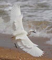 Aigrette des récifs