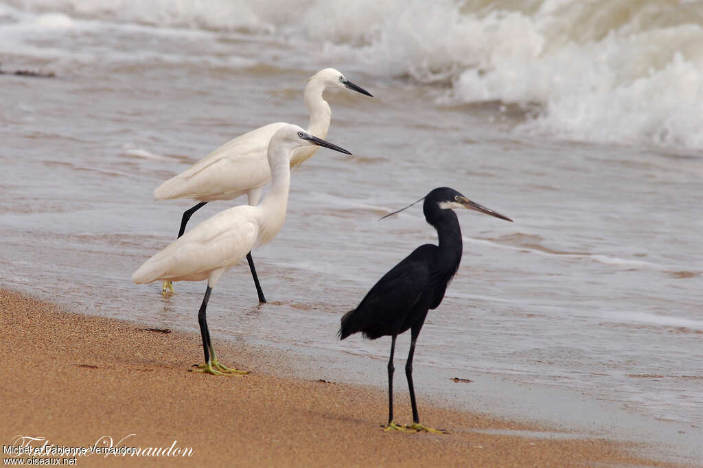 Aigrette des récifs, habitat, pigmentation