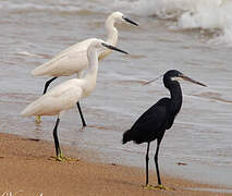 Western Reef Heron