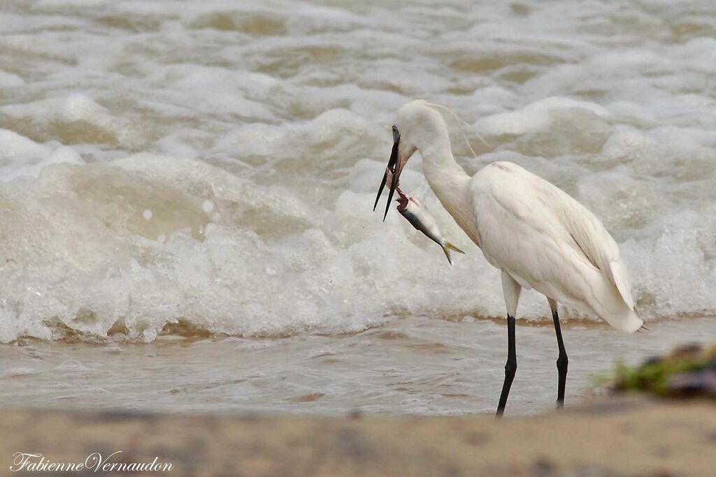 Aigrette des récifs