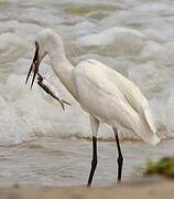 Western Reef Heron