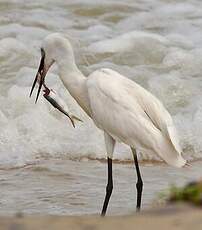 Aigrette des récifs