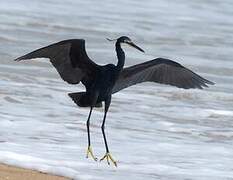 Western Reef Heron