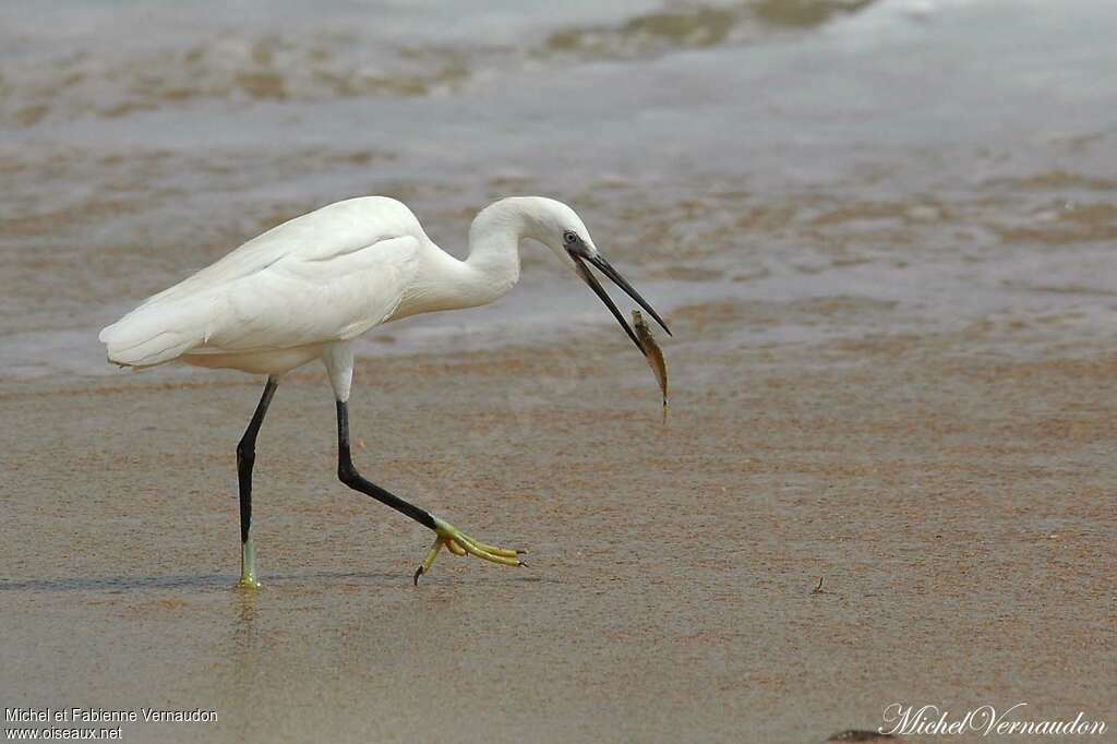 Aigrette des récifsadulte, régime, pêche/chasse