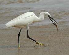 Western Reef Heron