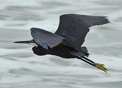 Western Reef Heron