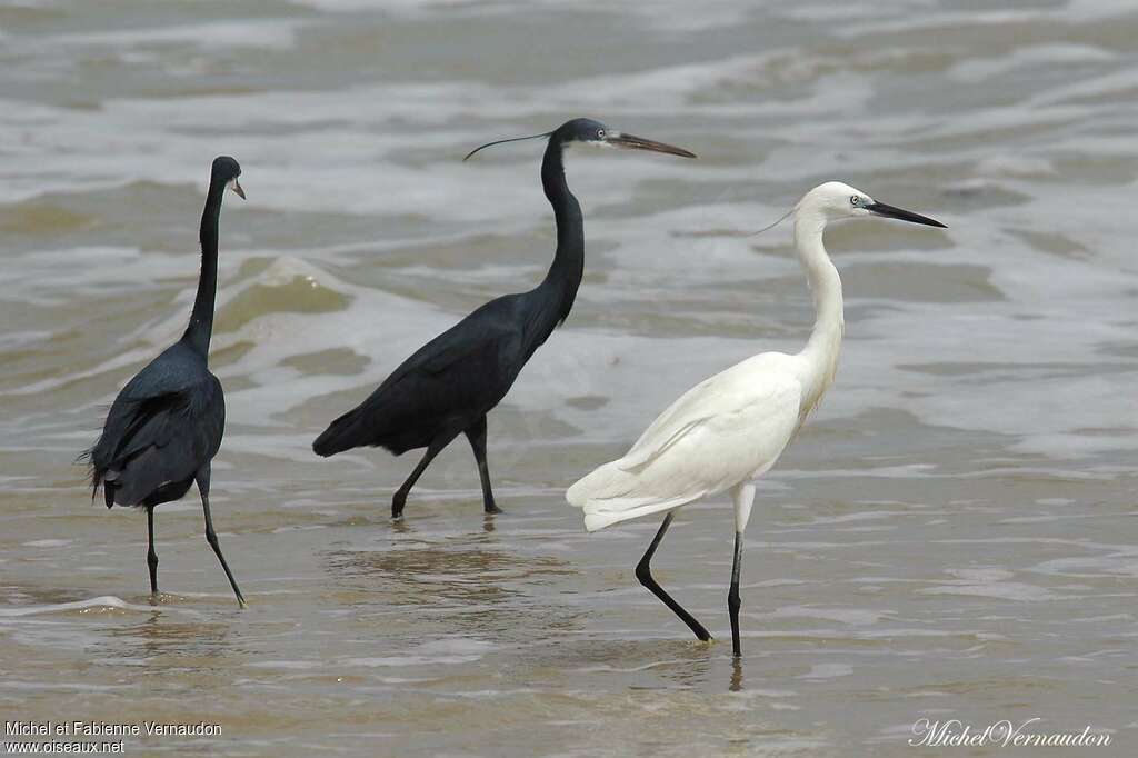 Aigrette des récifsadulte nuptial, habitat, pigmentation, Comportement