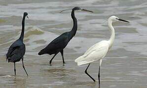 Western Reef Heron