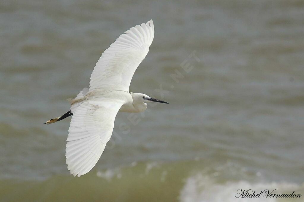 Western Reef Heron, Flight