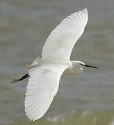 Western Reef Heron