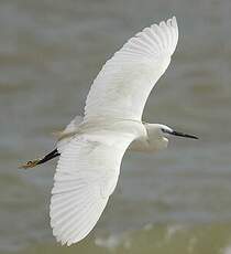 Aigrette des récifs